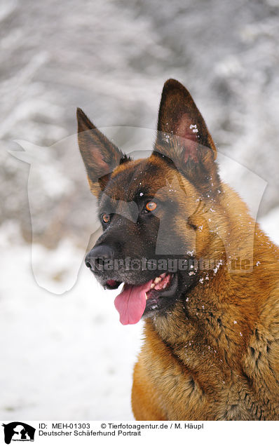 Deutscher Schferhund Portrait / German Shepherd Portrait / MEH-01303