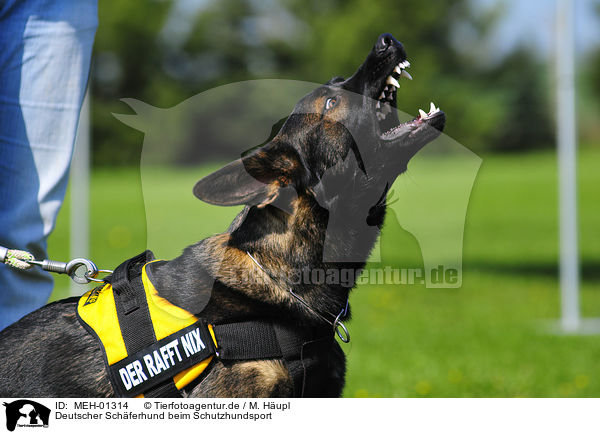 Deutscher Schferhund beim Schutzhundsport / German Shepherd / MEH-01314