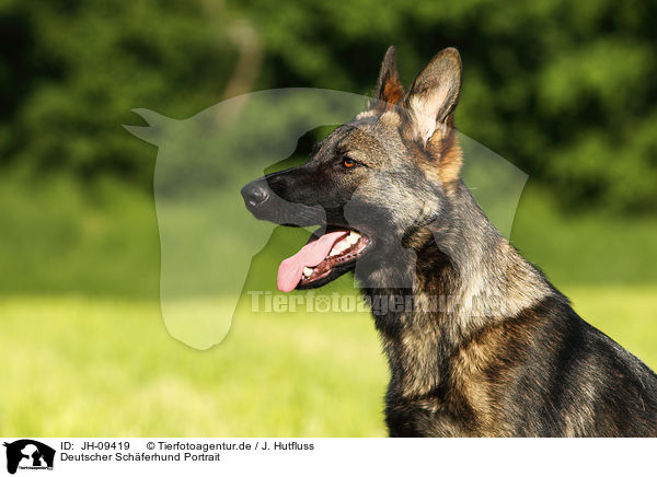 Deutscher Schferhund Portrait / German Shepherd Portrait / JH-09419