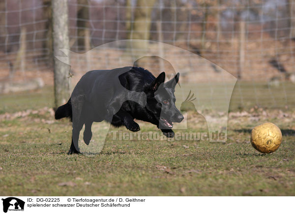 spielender schwarzer Deutscher Schferhund / playing black German Shepherd / DG-02225