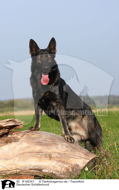Deutscher Schferhund / German Shepherd / IF-06341