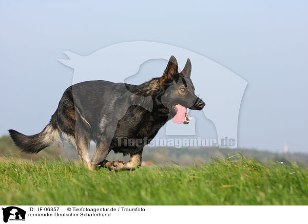 rennender Deutscher Schferhund / running German Shepherd / IF-06357