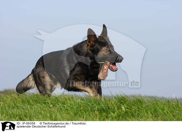 spielender Deutscher Schferhund / playing German Shepherd / IF-06358