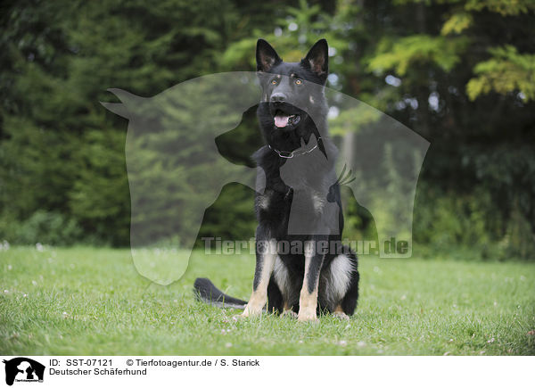 Deutscher Schferhund / German Shepherd / SST-07121