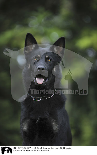 Deutscher Schferhund Portrait / German Shepherd Portrait / SST-07122