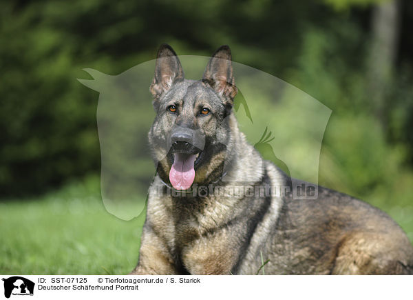 Deutscher Schferhund Portrait / German Shepherd Portrait / SST-07125