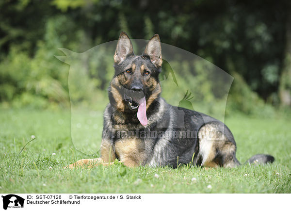 Deutscher Schferhund / German Shepherd / SST-07126