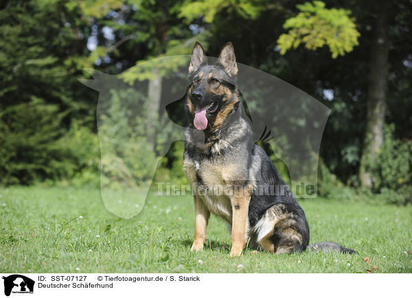 Deutscher Schferhund / German Shepherd / SST-07127