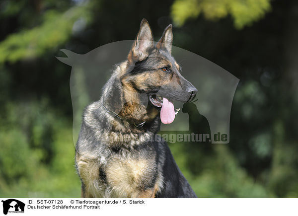 Deutscher Schferhund Portrait / German Shepherd Portrait / SST-07128