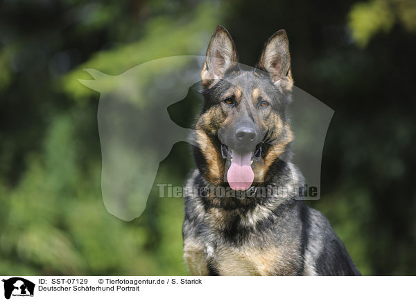 Deutscher Schferhund Portrait / German Shepherd Portrait / SST-07129