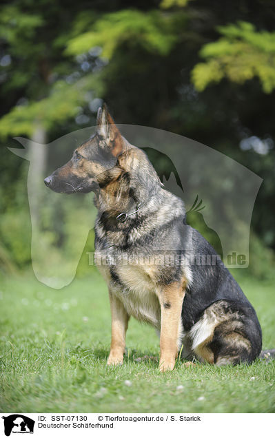 Deutscher Schferhund / German Shepherd / SST-07130