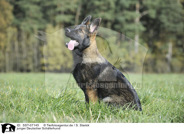 junger Deutscher Schferhund / young German Shepherd / SST-07145