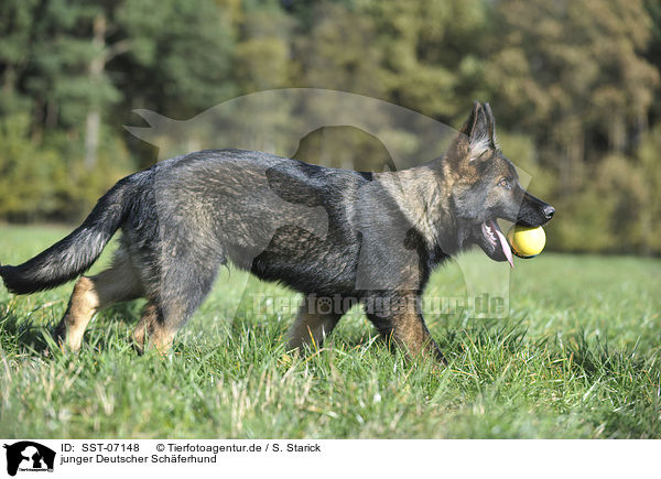 junger Deutscher Schferhund / young German Shepherd / SST-07148