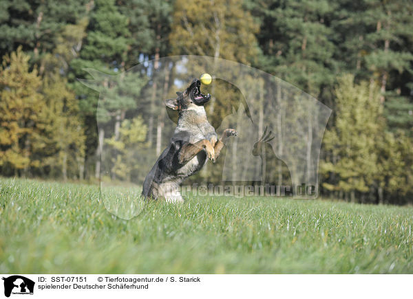 spielender Deutscher Schferhund / playing German Shepherd / SST-07151