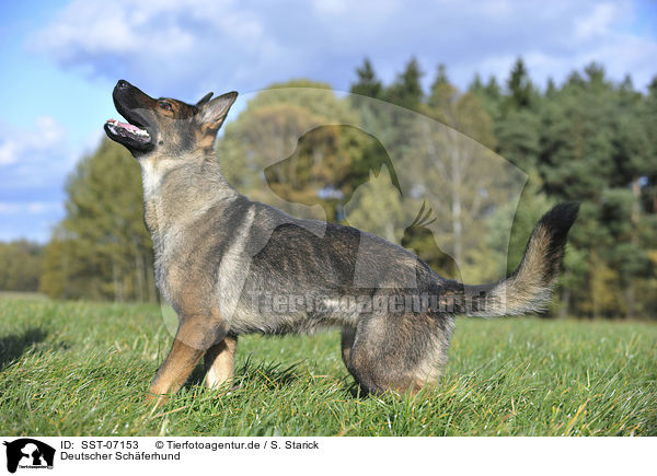 Deutscher Schferhund / German Shepherd / SST-07153