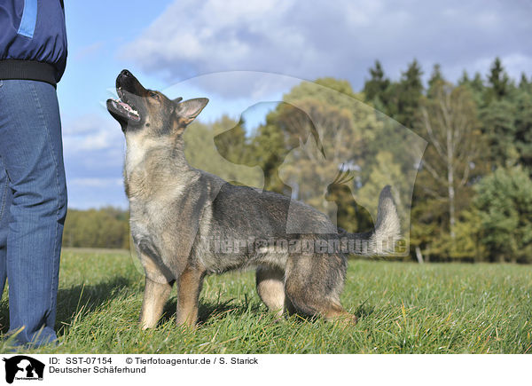 Deutscher Schferhund / German Shepherd / SST-07154