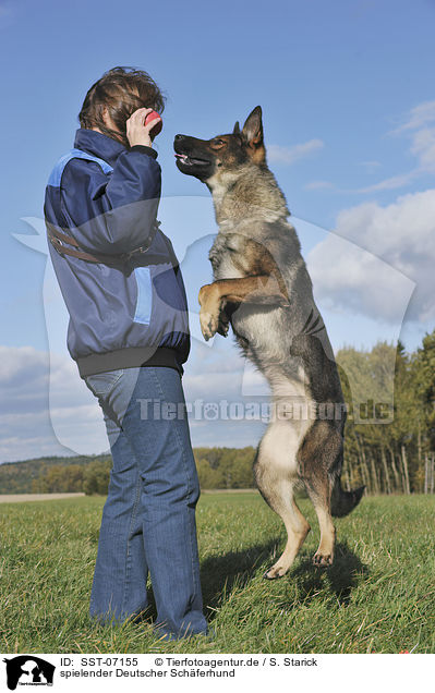 spielender Deutscher Schferhund / playing German Shepherd / SST-07155