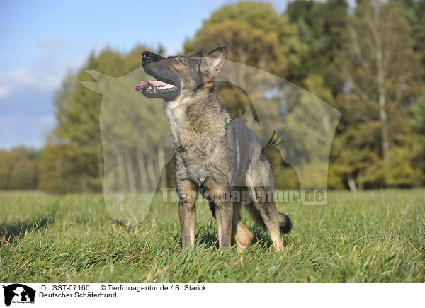 Deutscher Schferhund / German Shepherd / SST-07160