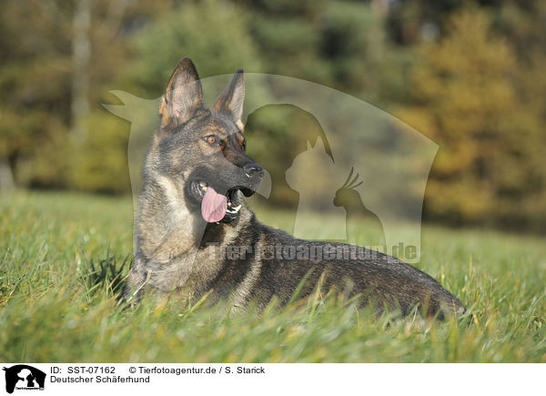 Deutscher Schferhund / German Shepherd / SST-07162