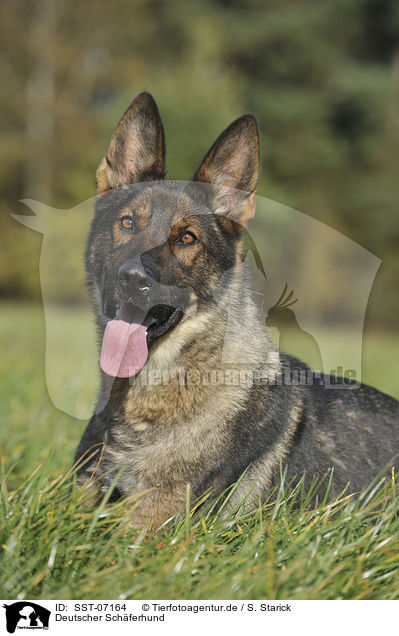 Deutscher Schferhund / German Shepherd / SST-07164
