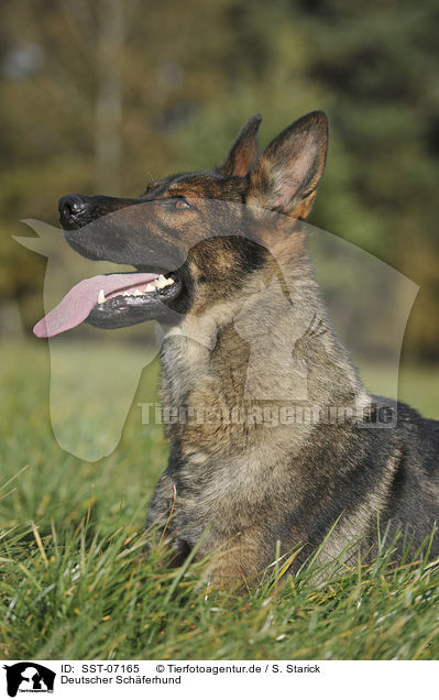 Deutscher Schferhund / German Shepherd / SST-07165