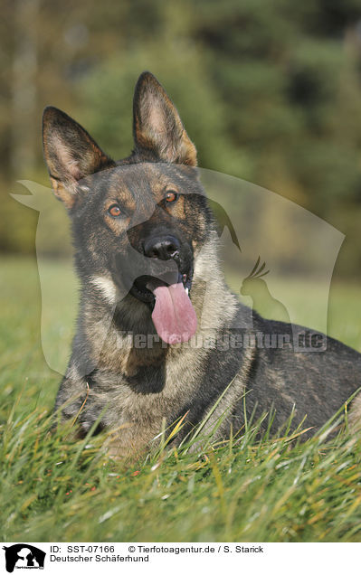 Deutscher Schferhund / German Shepherd / SST-07166
