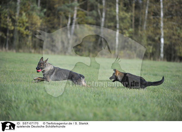 spielende Deutsche Schferhunde / playing German Shepherds / SST-07170