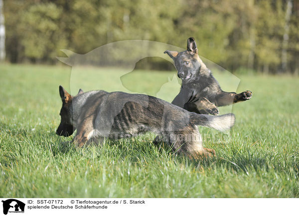 spielende Deutsche Schferhunde / playing German Shepherds / SST-07172