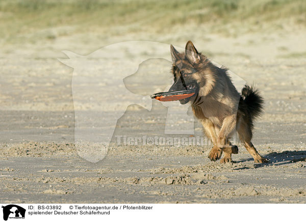 spielender Deutscher Schferhund / BS-03892