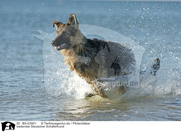 badender Deutscher Schferhund / bathing German Shepherd / BS-03901
