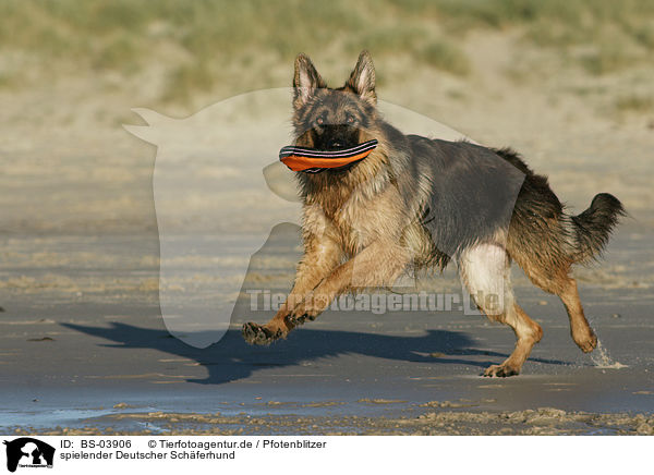 spielender Deutscher Schferhund / BS-03906