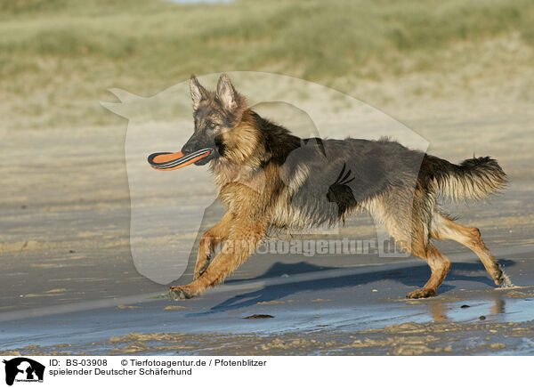 spielender Deutscher Schferhund / BS-03908