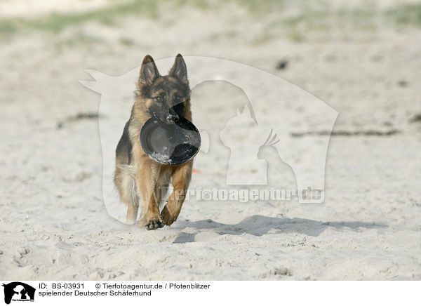 spielender Deutscher Schferhund / BS-03931