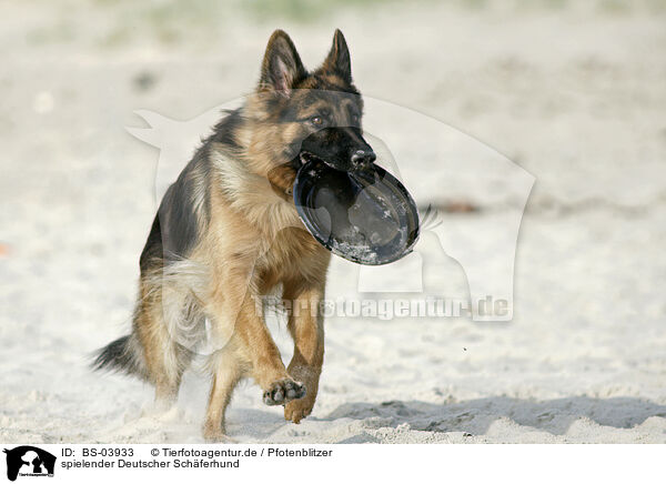spielender Deutscher Schferhund / BS-03933