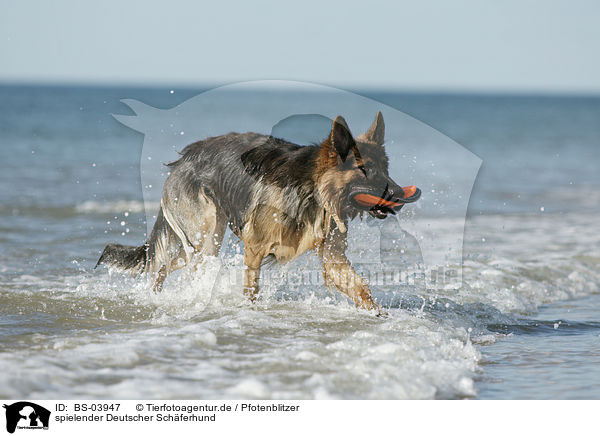 spielender Deutscher Schferhund / playing German Shepherd / BS-03947