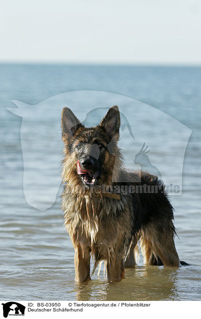 Deutscher Schferhund / German Shepherd / BS-03950