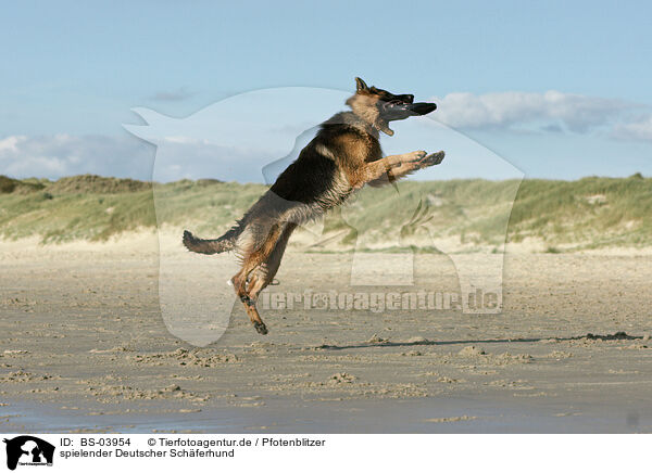 spielender Deutscher Schferhund / playing German Shepherd / BS-03954