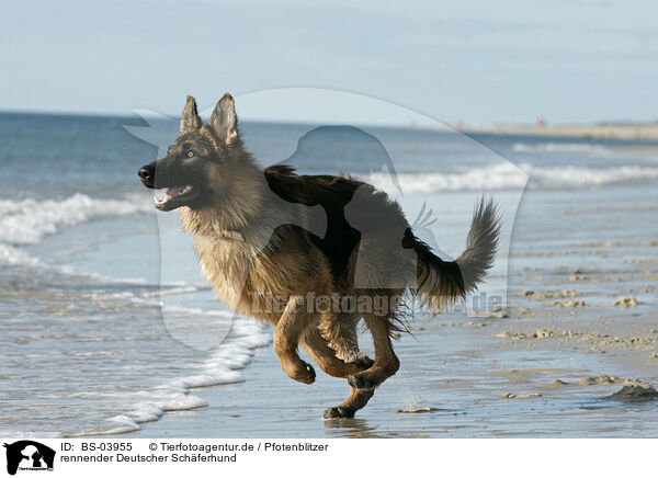 rennender Deutscher Schferhund / running German Shepherd / BS-03955