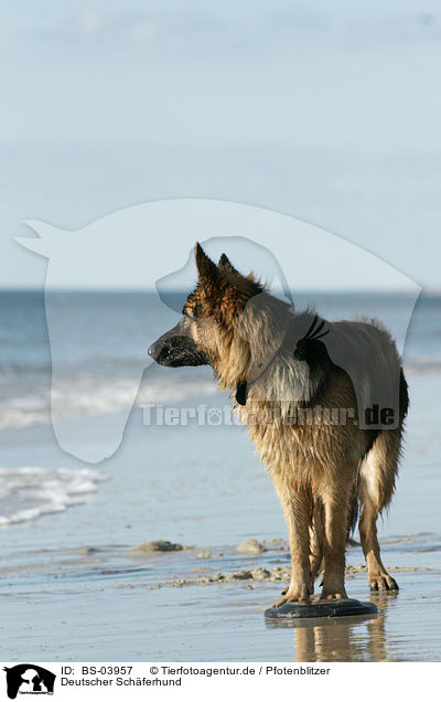 Deutscher Schferhund / German Shepherd / BS-03957