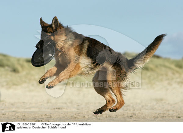 spielender Deutscher Schferhund / playing German Shepherd / BS-03961