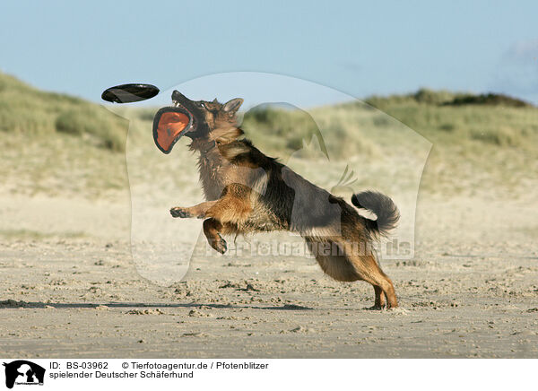 spielender Deutscher Schferhund / BS-03962