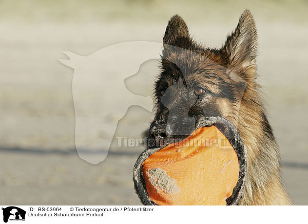 Deutscher Schferhund Portrait / BS-03964