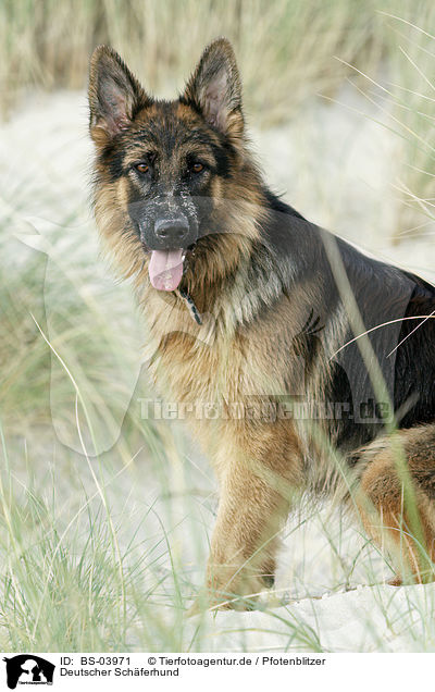 Deutscher Schferhund / German Shepherd / BS-03971