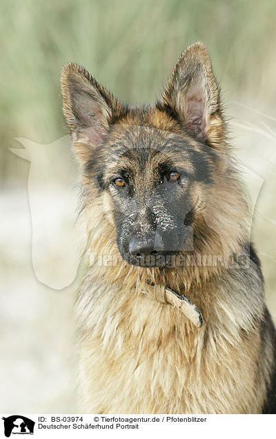 Deutscher Schferhund Portrait / German Shepherd Portrait / BS-03974