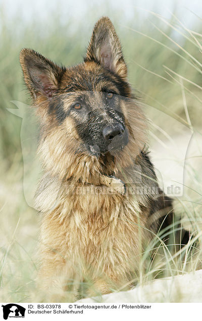 Deutscher Schferhund / German Shepherd / BS-03978