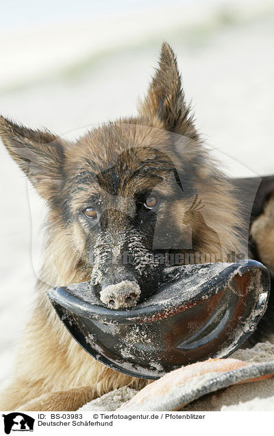 Deutscher Schferhund / German Shepherd / BS-03983