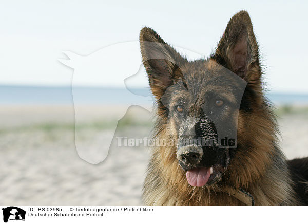 Deutscher Schferhund Portrait / German Shepherd Portrait / BS-03985
