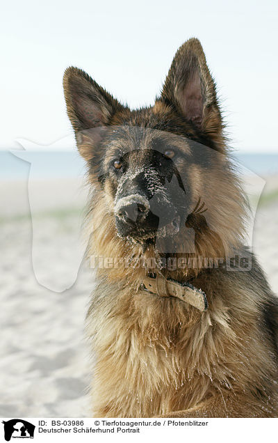Deutscher Schferhund Portrait / German Shepherd Portrait / BS-03986