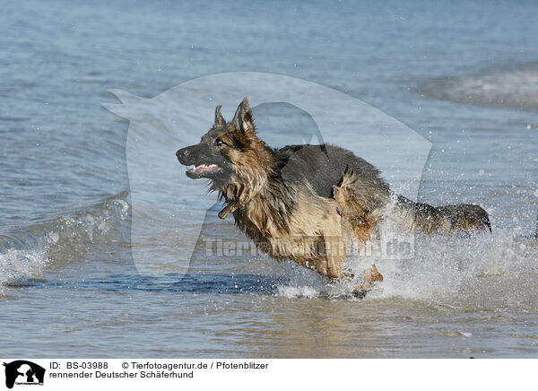 rennender Deutscher Schferhund / running German Shepherd / BS-03988
