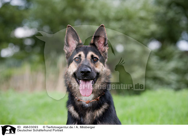 Deutscher Schferhund Portrait / German Shepherd Portrait / AM-03093